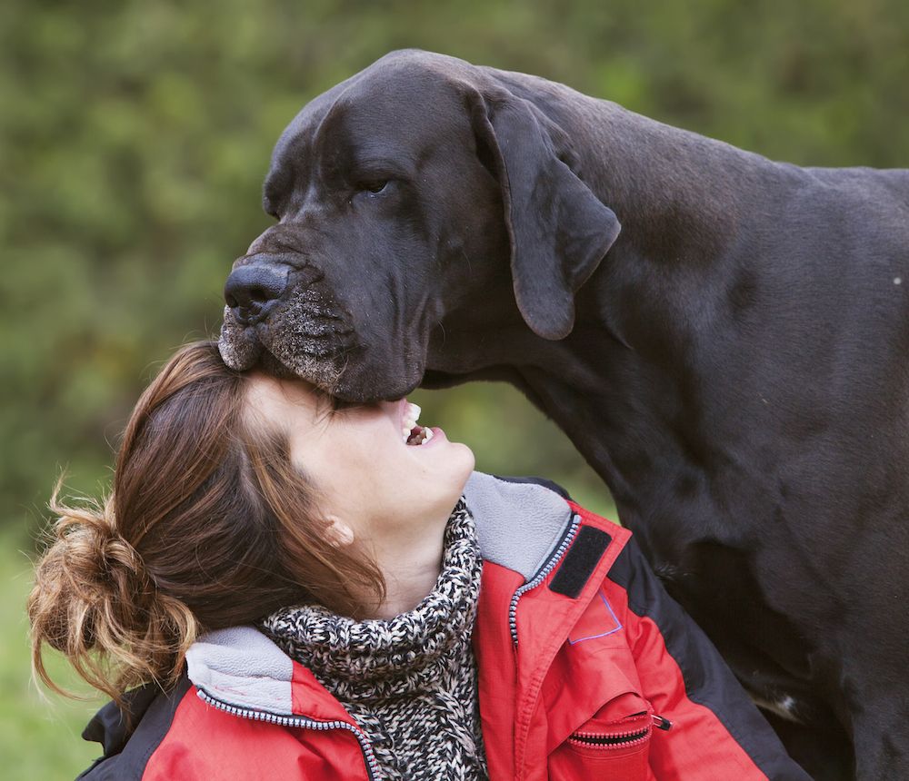 Do Dogs Actually Love Us?